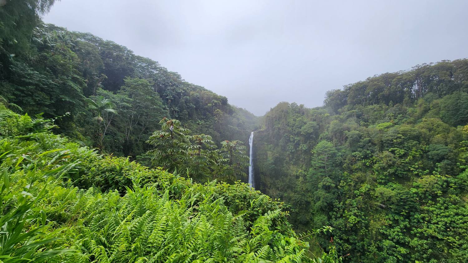 A tall, thin waterfall dropping into a deep green gorge surrounded by dense rainforest, under a gray, misty sky.