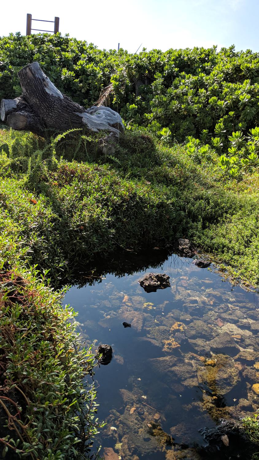 A small, clear pool of water in dark lava rock, ringed by green grass and shrubs, with a weathered log and a wooden rail behind.