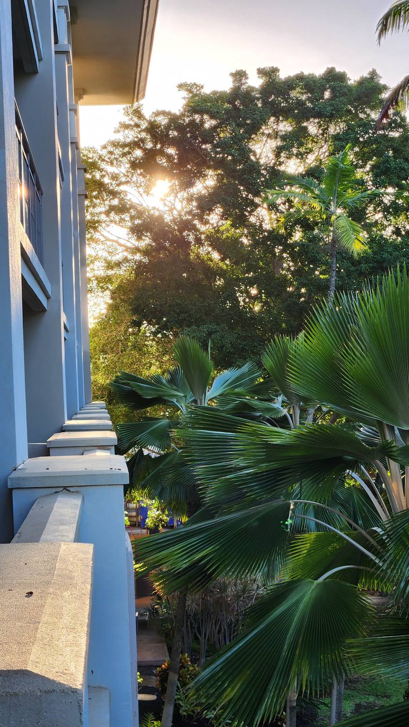 Early sun glowing through trees and palm fronds beside a row of hotel balconies.