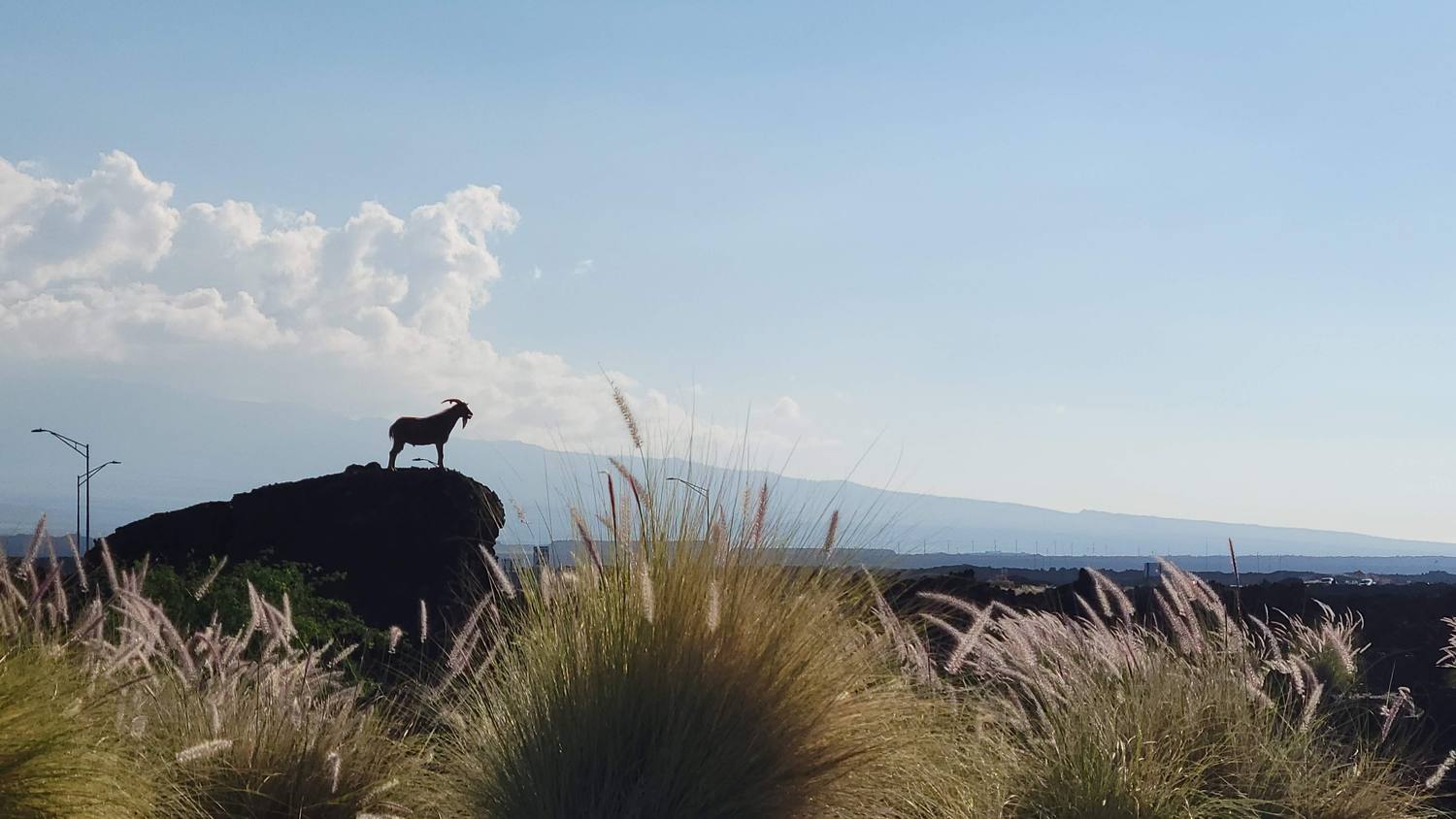 A goat silhouetted on top of a black lava boulder against a pale sky, with tufts of pink-tipped grass in the foreground and a long mountain slope behind.