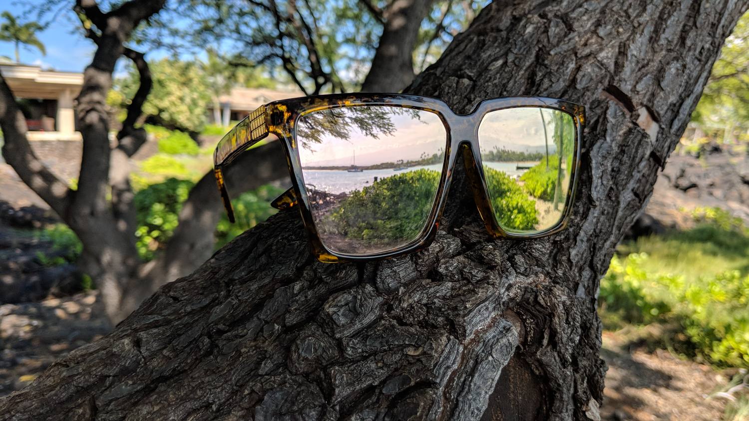 A pair of tortoiseshell sunglasses resting on a thick tree branch, their lenses reflecting a sandy bay with palm trees and a pale sky.