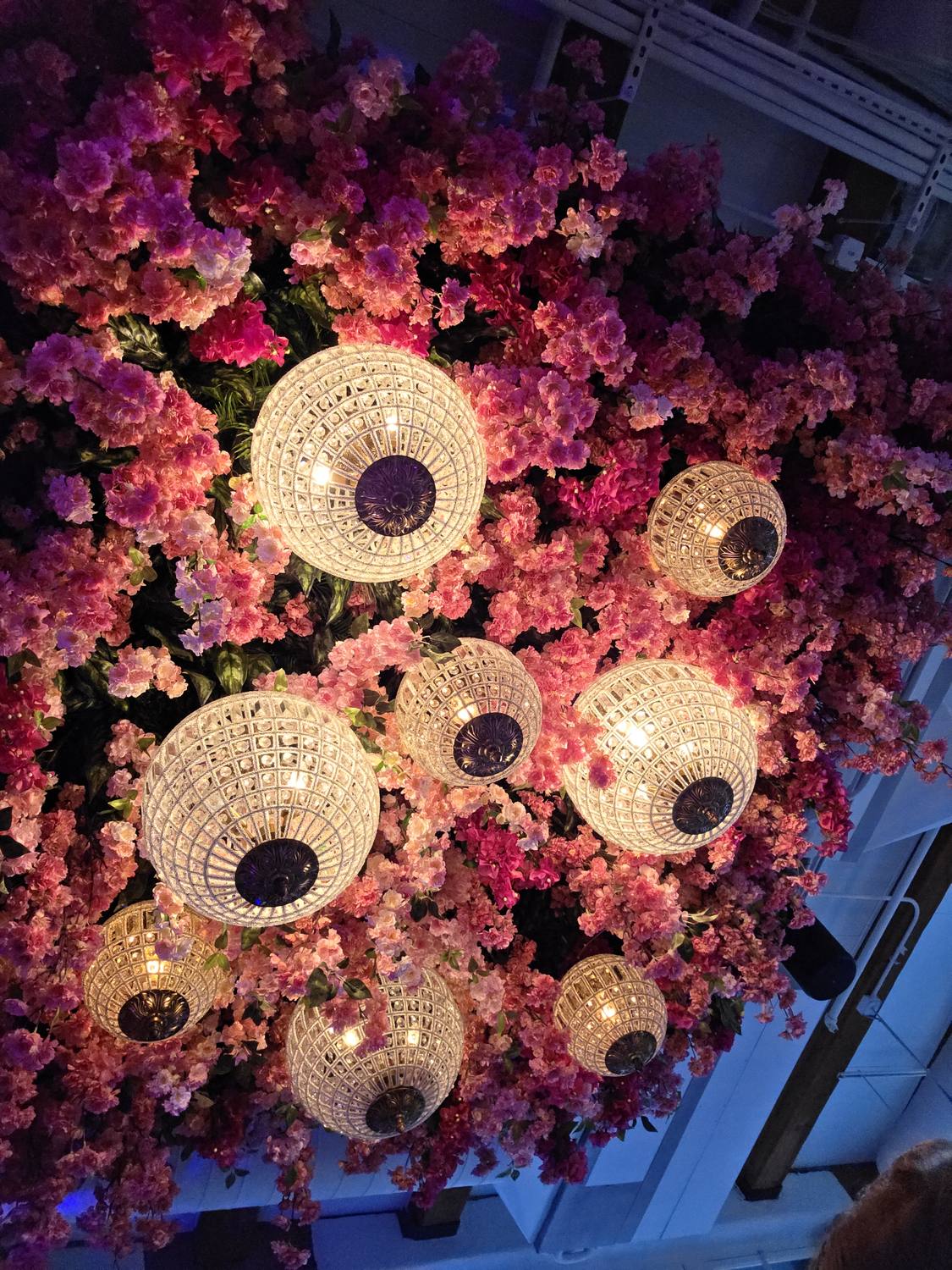 Looking up at a restaurant ceiling covered in pink and magenta flowers, with round crystal chandeliers hanging from it.