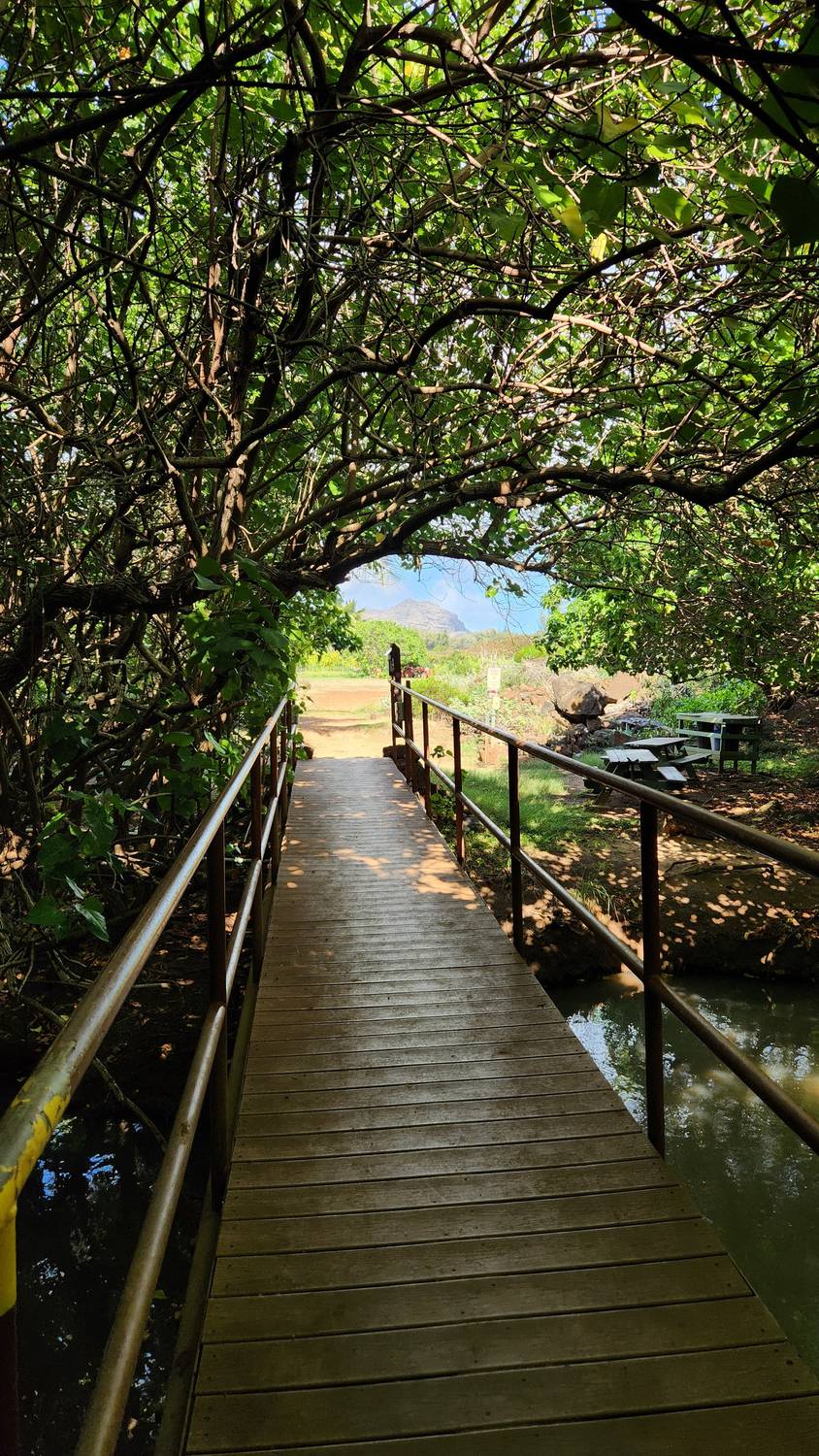 A wooden boardwalk with metal railings running through a green tunnel of trees over dark water, toward bright light at the end.