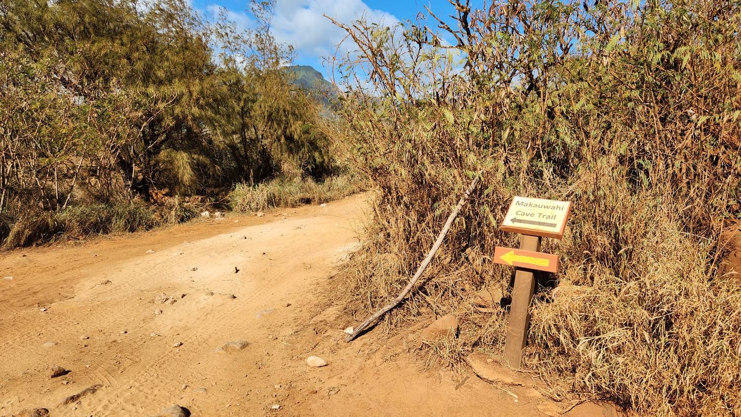 A red dirt road through dry brush and ironwood trees, with a small wooden sign reading Makauwahi Cave Trail and a yellow arrow pointing left.