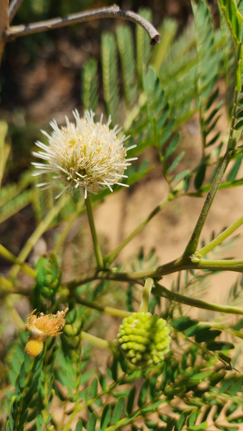 A round, fluffy white flower head on a shrub with small feathery leaves and green seed clusters.