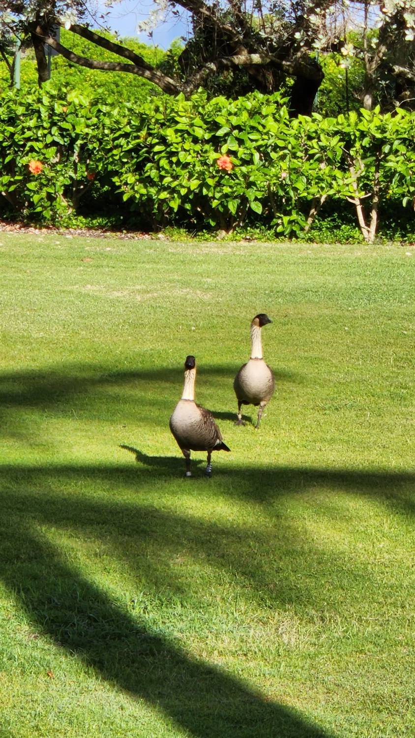 Two nēnē, Hawaiian geese with black heads and buff-striped necks, walking across a sunny lawn in front of a flowering hedge.