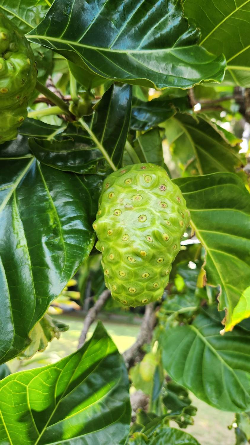 A lumpy, pale green noni fruit hanging among large glossy dark green leaves.