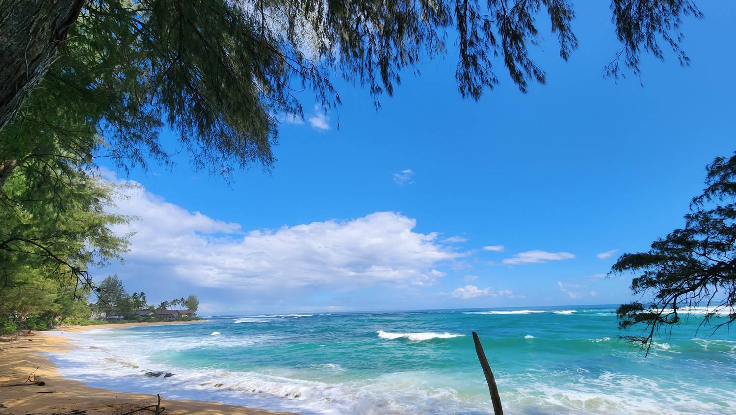 Looking out from under dark ironwood branches at a North Shore beach: turquoise and deep blue water, white waves, golden sand, and puffy clouds.