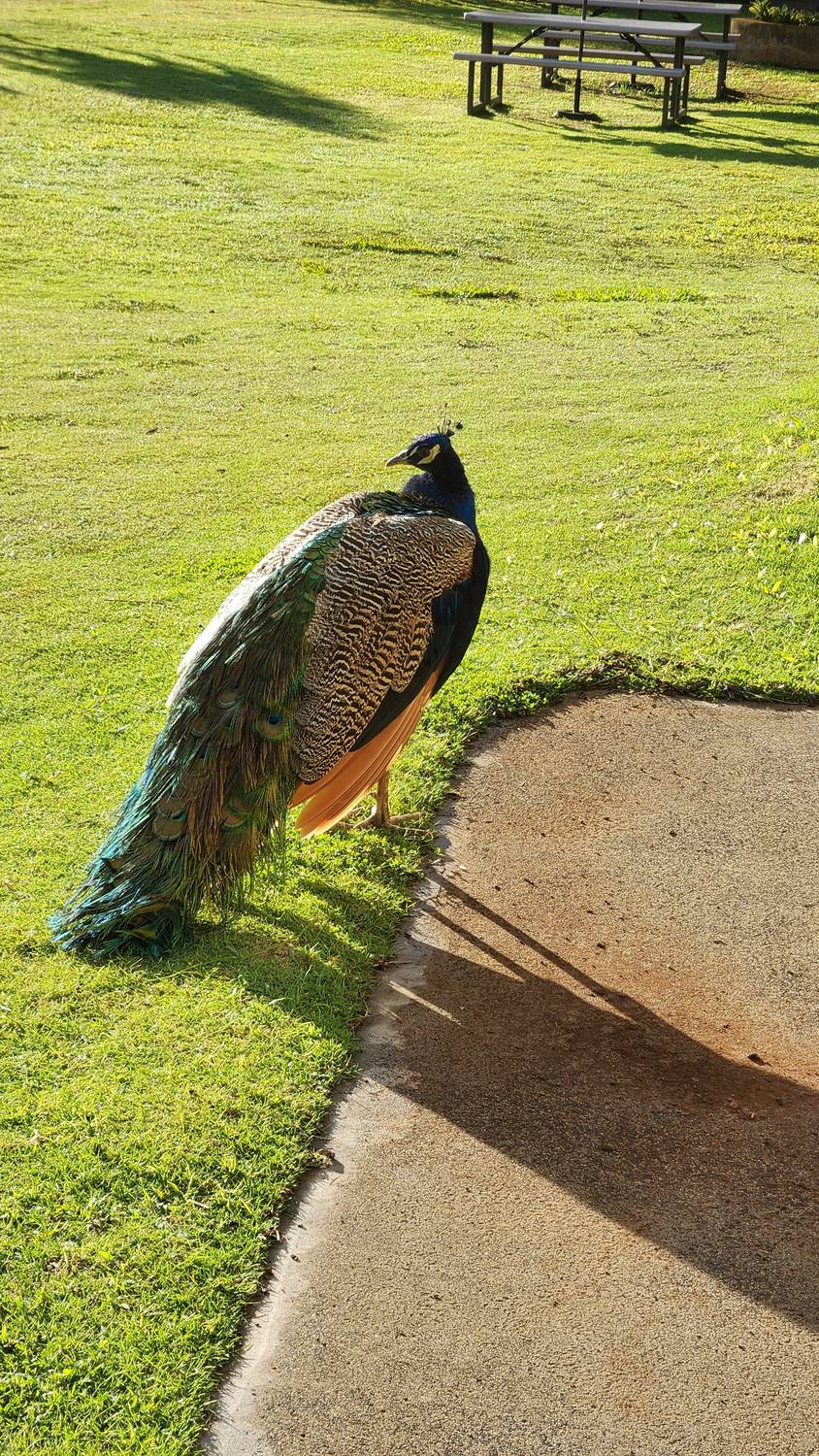A peacock with its long green-and-bronze train folded, standing on sunny grass at the edge of a concrete path.