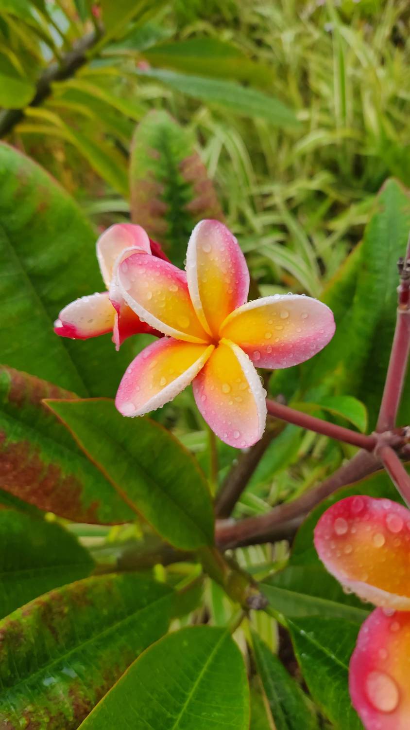 A pink and yellow plumeria flower covered in raindrops, with a pink bud beside it and green leaves behind.