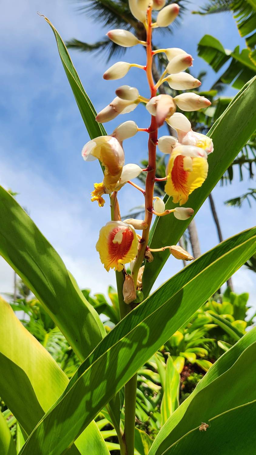 A drooping cluster of shell ginger flowers, white and pink buds opening to yellow and red throats, between long green leaves against a blue sky.