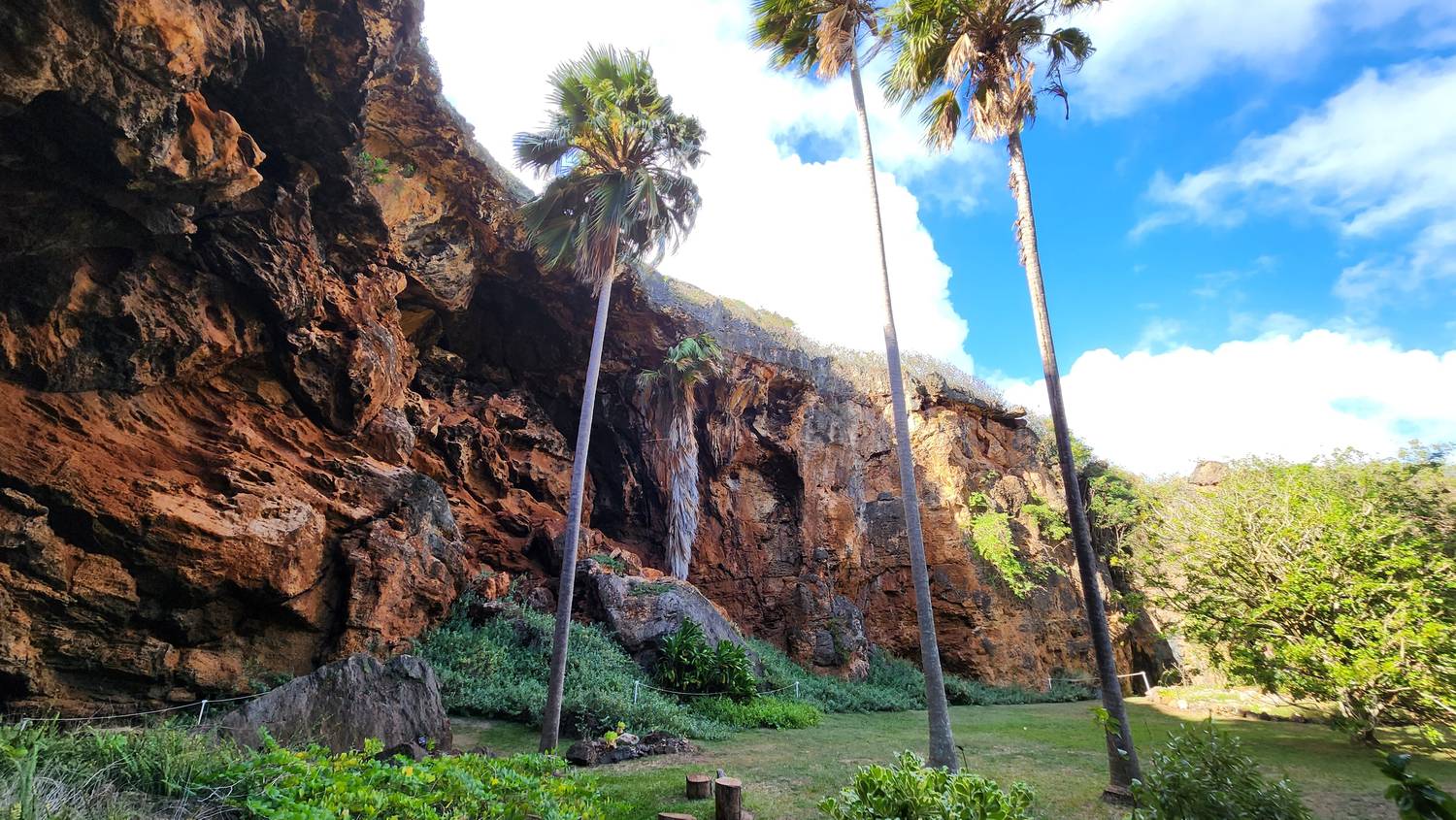 The inside of the sinkhole: a tall, pitted orange-and-gray limestone wall with a deep overhang on the left, tall slender palms, a green lawn and shrubs on the floor, and blue sky with white clouds above.