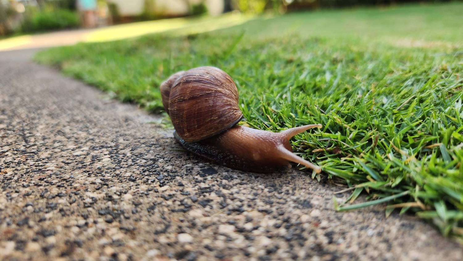 A large brown land snail with a striped, cone-shaped shell crawling from a gravel path onto a bright green lawn, photographed at ground level.