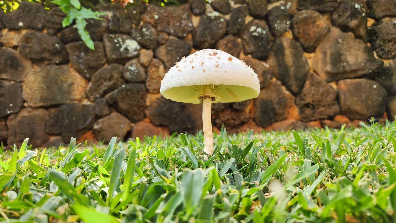 A single white mushroom with a speckled cap standing in short green grass in front of a wall of dark stacked lava rock.