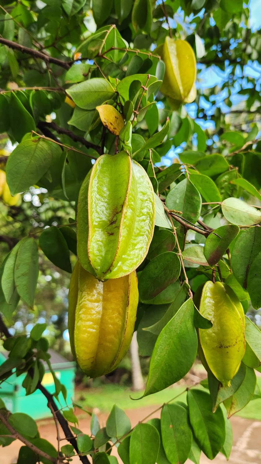 Pale green and yellow ribbed starfruit hanging among glossy leaves on a tree branch against a blue sky.