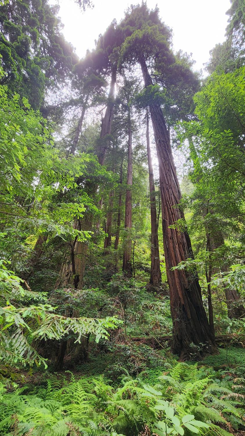 Looking up at tall coast redwoods rising out of a green understory of ferns and shrubs, with soft light coming through the canopy.