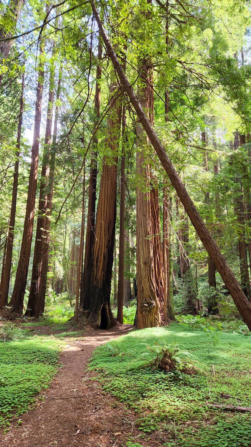 A dirt trail curving through a grove of straight redwood trunks, with bright green ground cover and one tree leaning across the frame.