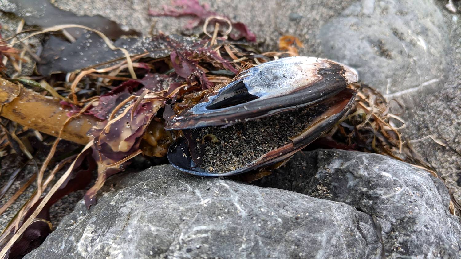 An empty, open mussel shell full of sand, resting on a gray rock among tangled strands of kelp and red seaweed.