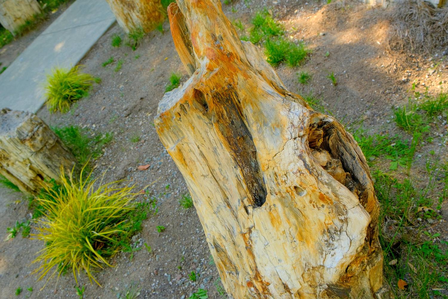 A section of petrified wood streaked with cream, orange, and gold, sitting in grass beside a path.