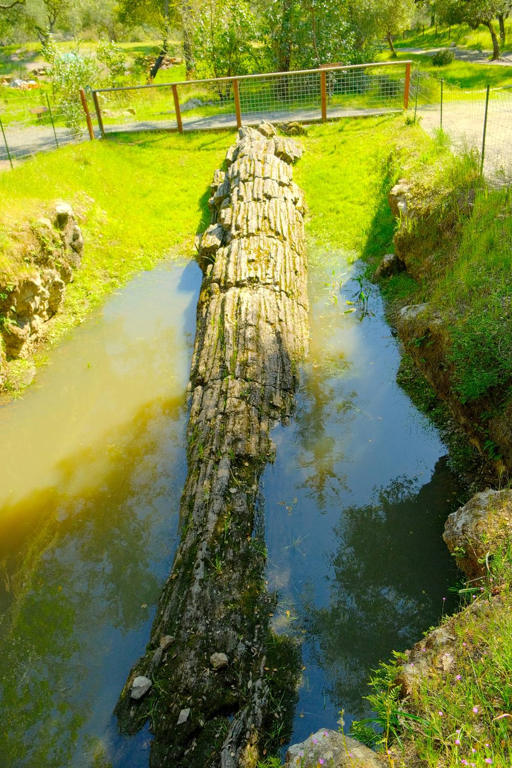 A long petrified log lying in a narrow channel of still water, surrounded by grass.