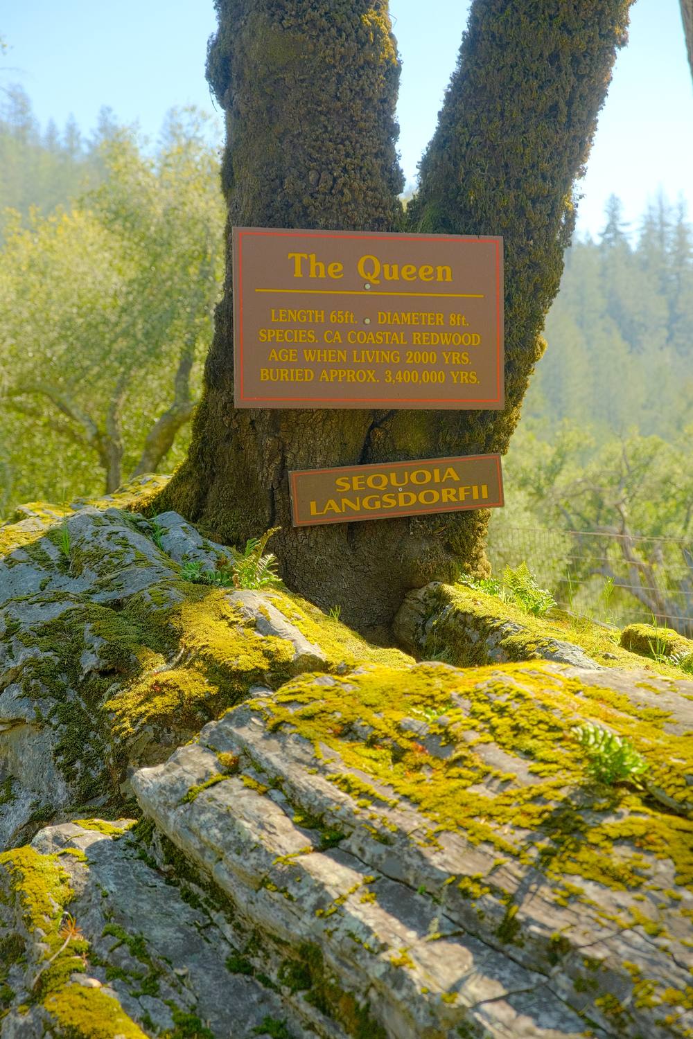 A living tree growing straight out of a massive moss-covered petrified log, with signs reading The Queen and Sequoia langsdorfii nailed to the trunk.