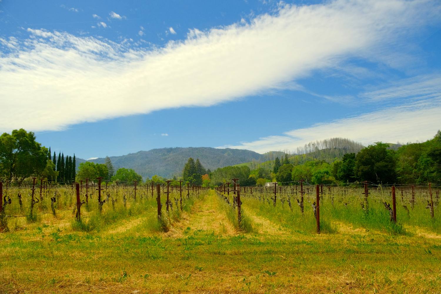 Rows of young grapevines on wooden stakes running toward green hills and a mountain ridge, under a blue sky with one long band of white cloud.