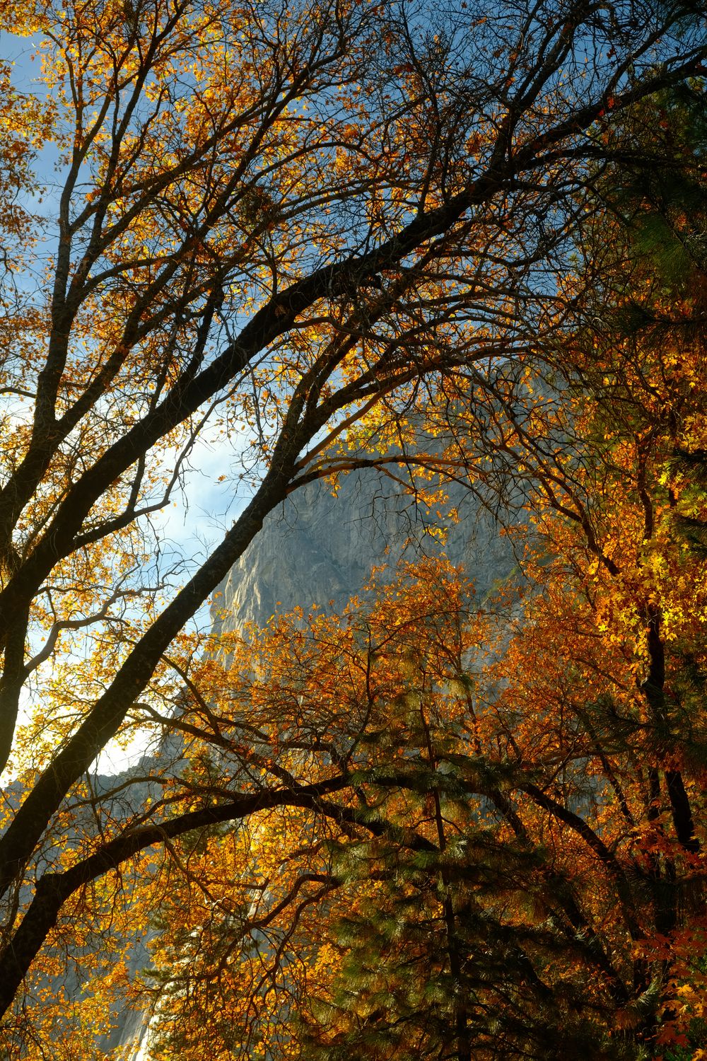 Looking up through dark oak branches full of gold and orange leaves, with a granite cliff and blue sky behind.