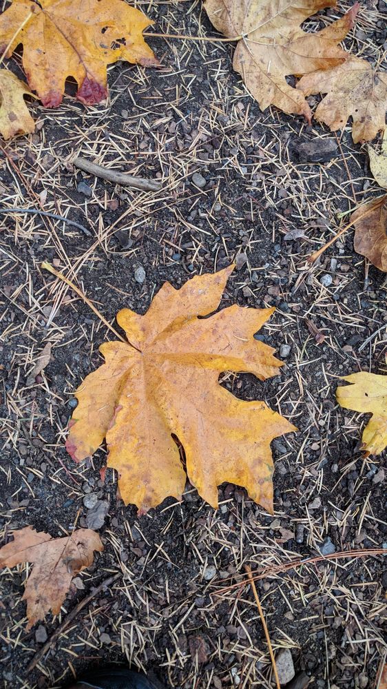 A single yellow five-lobed maple leaf lying on pine needles and dirt.