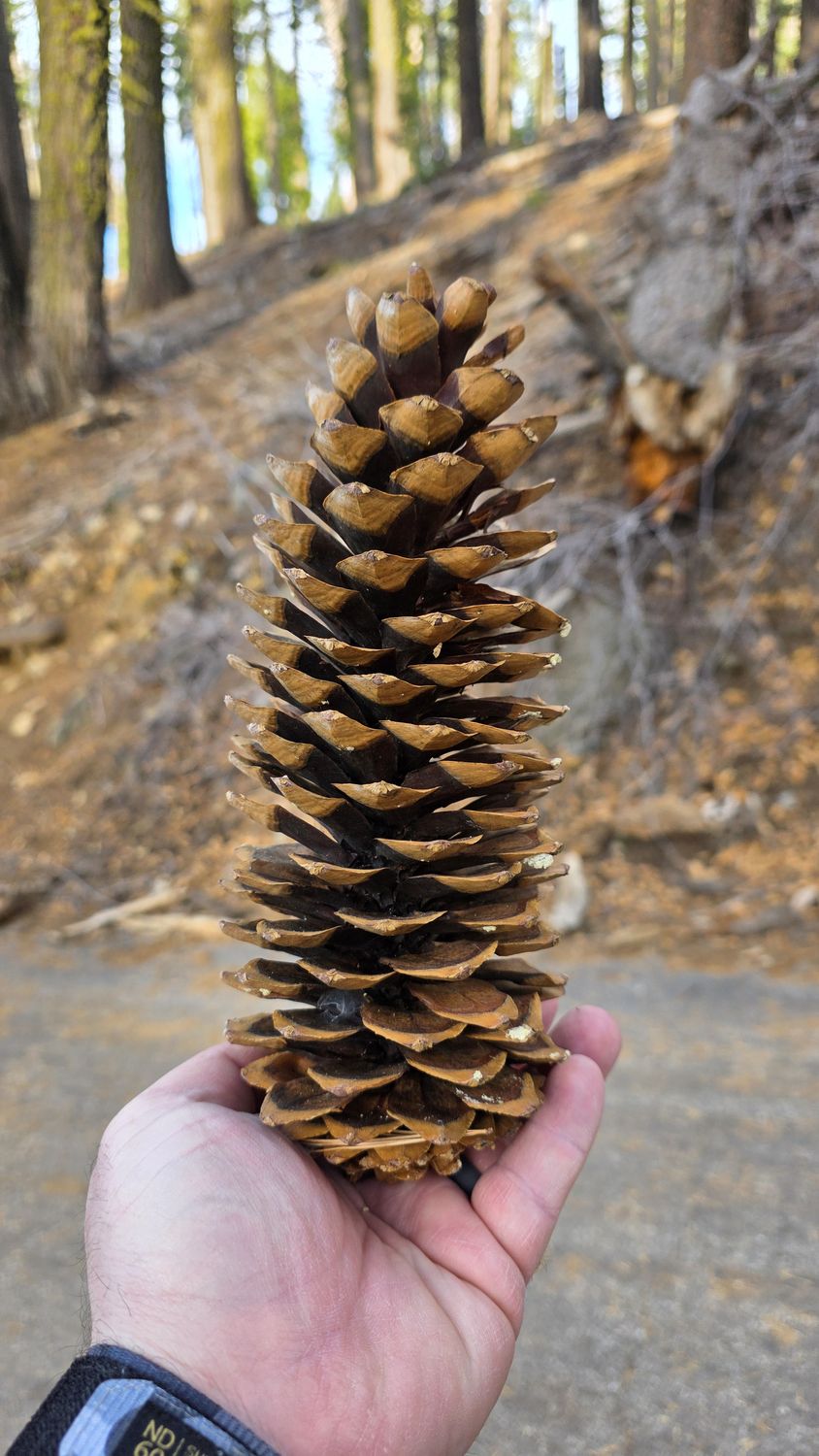 A hand holding a long, open sugar pine cone that stretches well past the length of the hand, on a trail through tall pines.