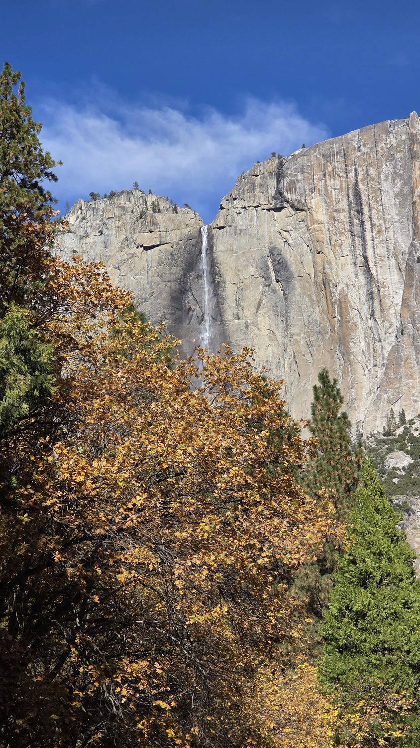 Upper Yosemite Fall as a thin white ribbon down a sheer granite cliff, framed by golden autumn oaks and a green pine.