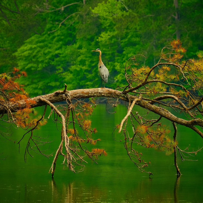 Great Blue Heron standing on a fallen pine over emerald green water at Lake Purdy in Central Alabama.