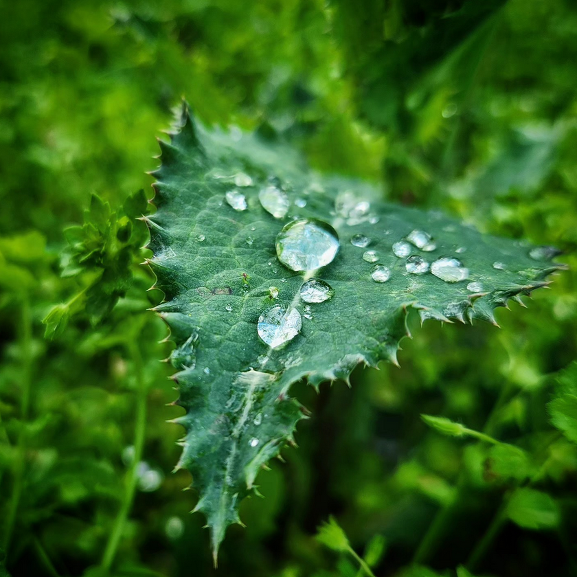 Macro photograph of spherical rain droplets clinging to the spines and surface of a thistle leaf after morning rain in an Alabama garden.