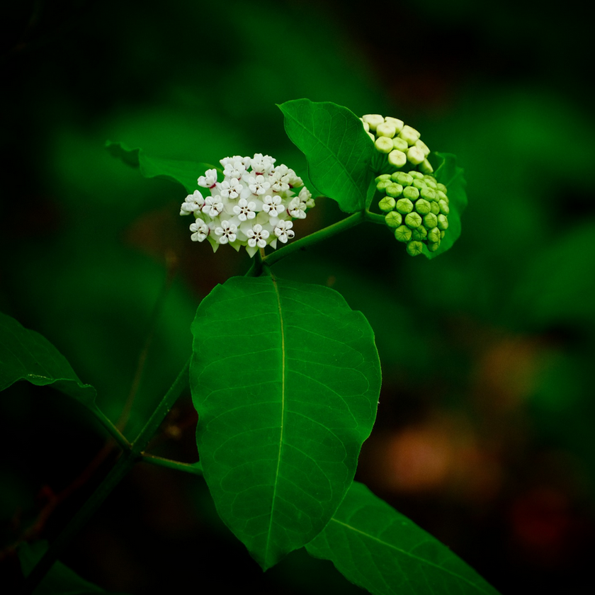 White milkweed flowers with star-shaped florets blooming in the green understory at Cahaba River National Wildlife Refuge, Alabama.