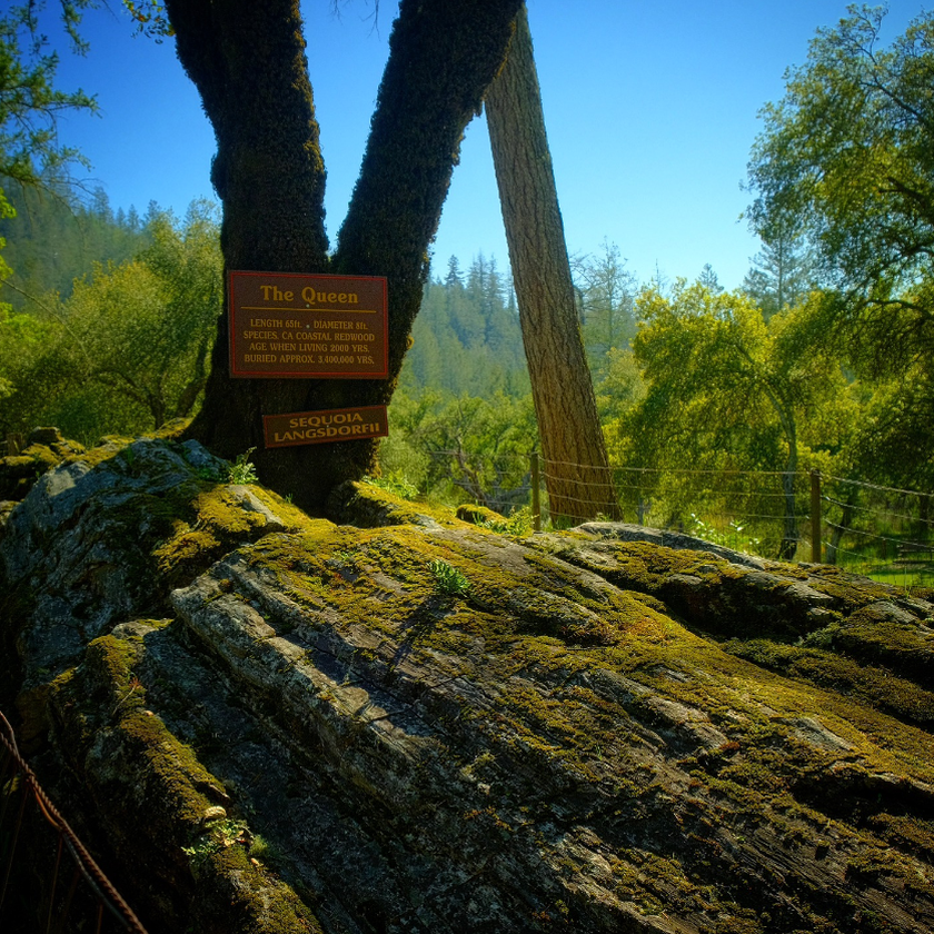 Moss-covered petrified redwood trunk called The Queen at The Petrified Forest in Calistoga, California.