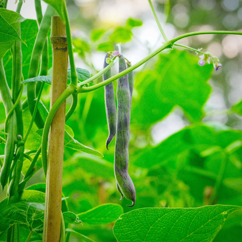 Rattlesnake pole bean pods with purple streaking climbing a bamboo stake in an Alabama garden.