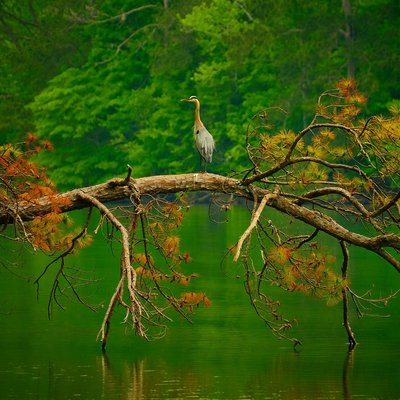 Great blue heron perched on fallen pine over emerald waters of Lake Purdy, Central Alabama