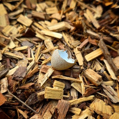 Fractured eggshell on fresh mulch providing calcium to garden soil, in an Alabama garden
