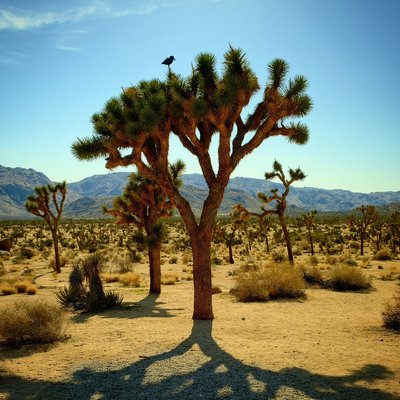 Lone Joshua tree silhouetted against Mojave sky with desert raven perched on top, Joshua Tree National Park, California