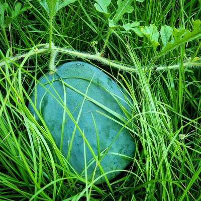 Little Bambino icebox watermelon ripening among tall grass and vines in a Southern garden, Alabama