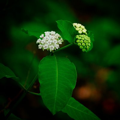 White milkweed star-shaped florets in bloom at Cahaba River National Wildlife Refuge, Alabama