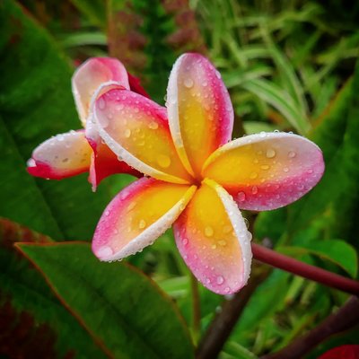 Pink and yellow plumeria frangipani blossoms with water droplets after tropical rain, Kauai, Hawaii