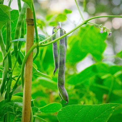 Rattlesnake pole bean pods with purple streaking on bamboo stake in Southern garden, Alabama